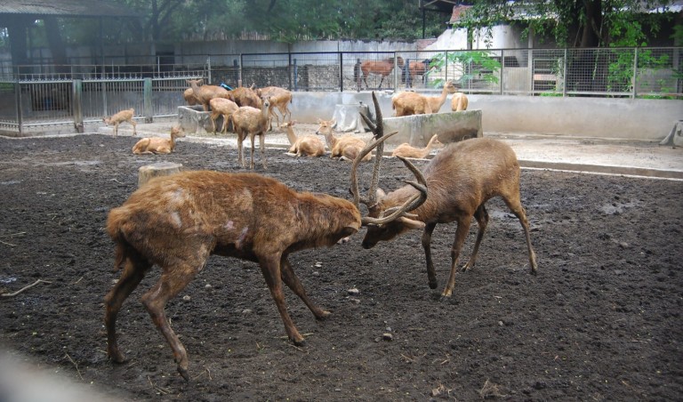 The Surabaya Zoo in Indonesia