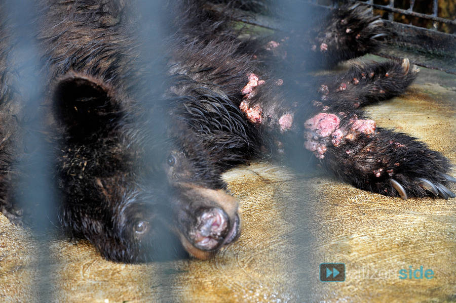 A moon bear which suffers from a skin tumor sits inside a cage at the quarantine section of Surabaya Zoo