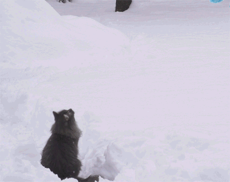 cat and snow gif