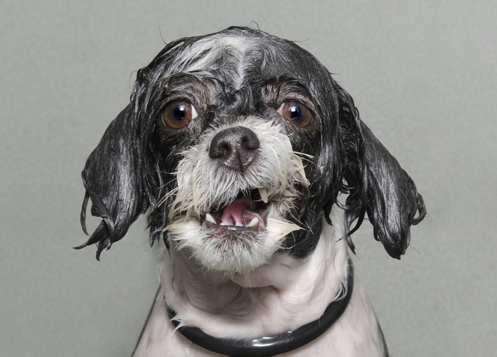 dogs bath portraits