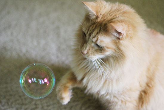 Give Cats Bubbles