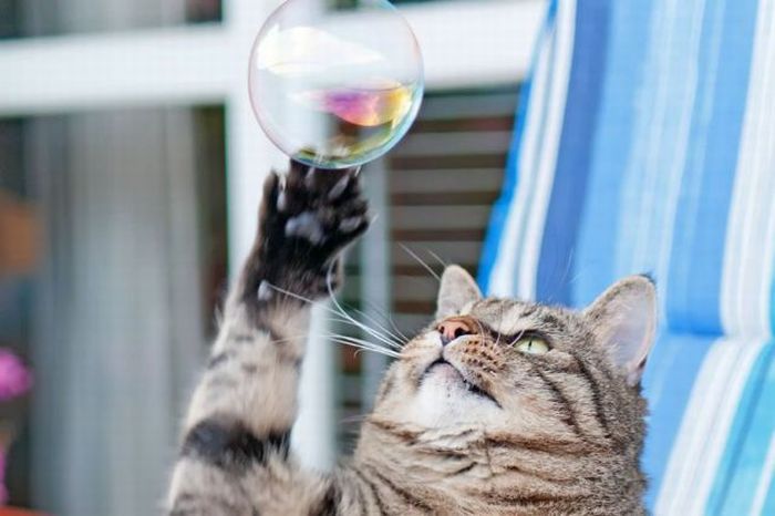 Give Cats Bubbles