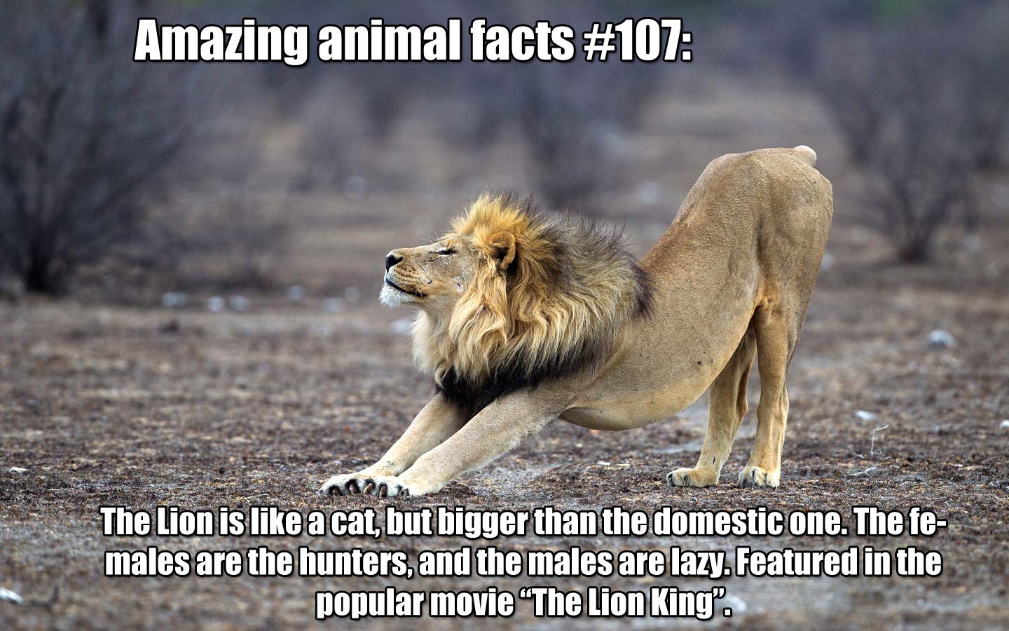 10 Random Animal Factoids You Need To Know