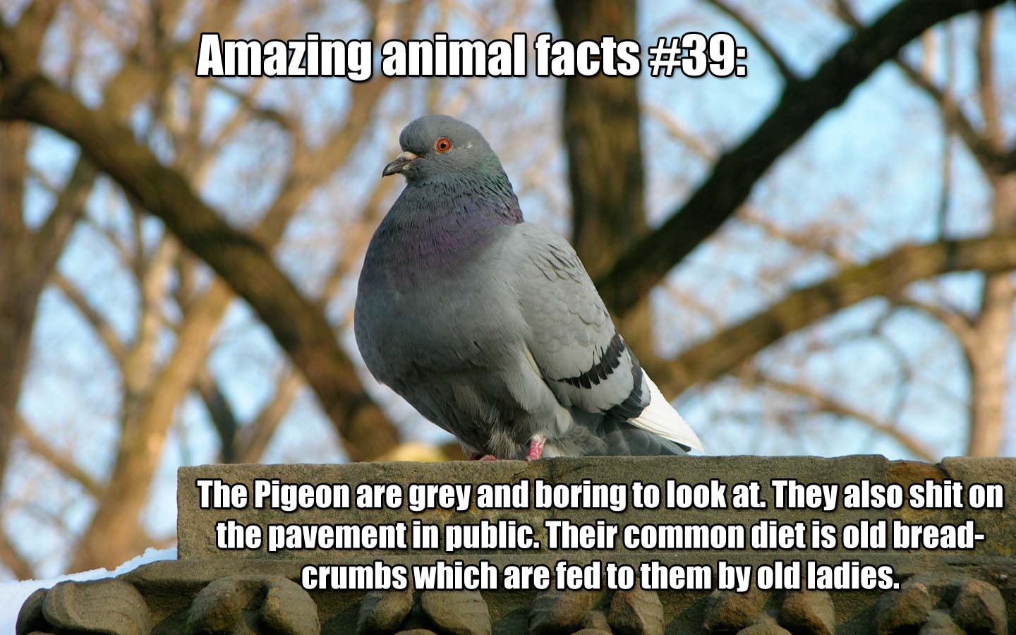10 Random Animal Factoids You Need To Know