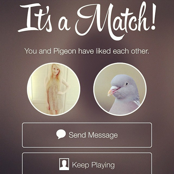 pigeon tinder - It's a Match! You and Pigeon have d each other. Send Message n Keep Playing