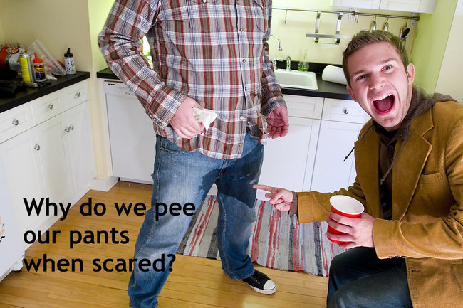standing - Why do we pee our pants when scared?