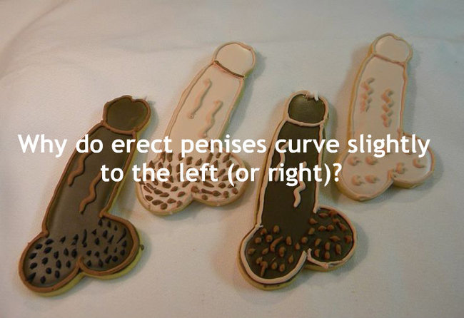 Why do erect penises curve slightly to the left or right?