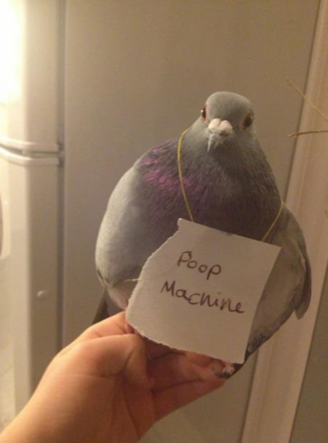 23 Examples Of Birds Being Jerks