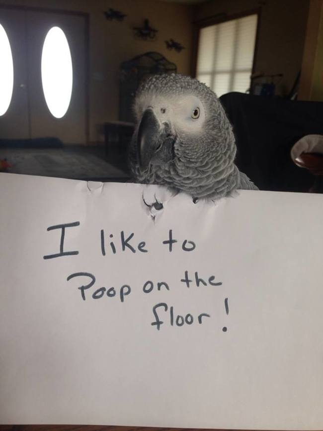 23 Examples Of Birds Being Jerks