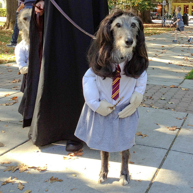 costume hermione dog