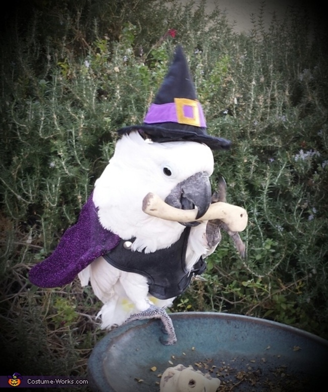 costume halloween costumes for birds - CostumeWorks.com