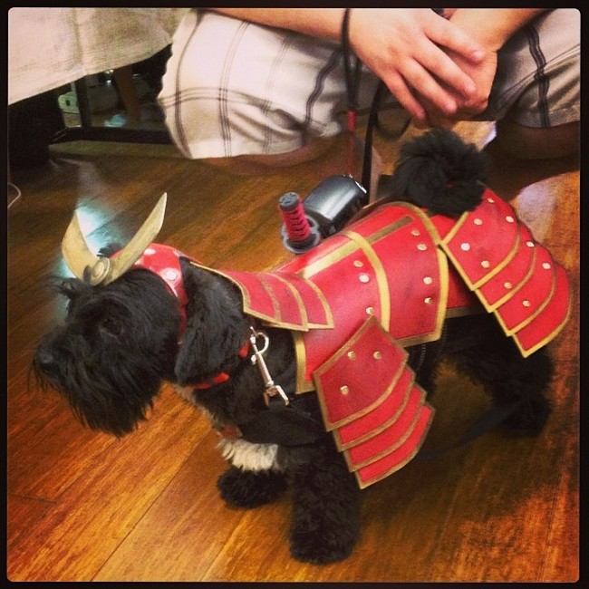 costume dog cosplay armor