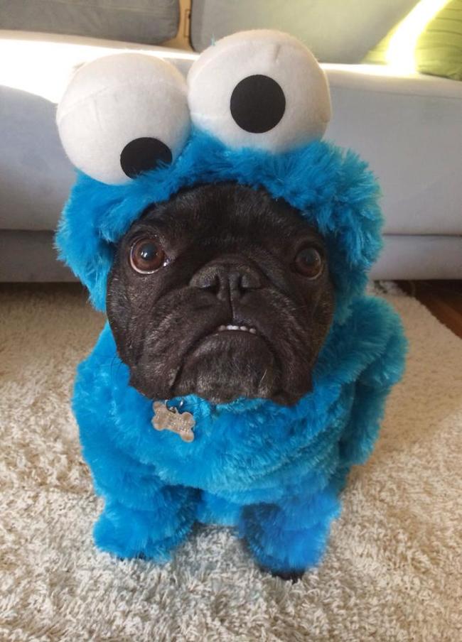 costume dog in cookie monster costume