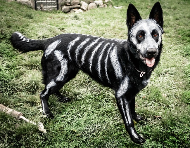 costume skeleton dog paint