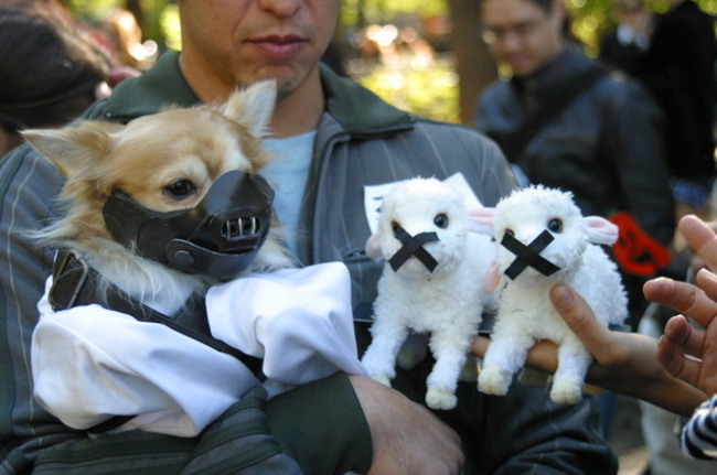 costume dog halloween costume ideas