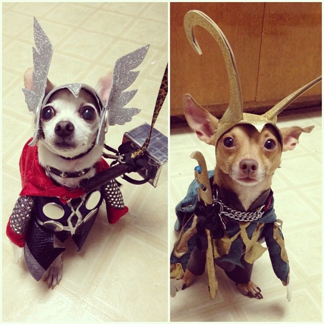 costume thor and loki dog costumes