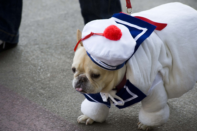 costume stay puft marshmallow dog