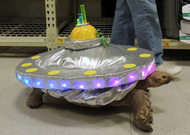 costume ufo turtle