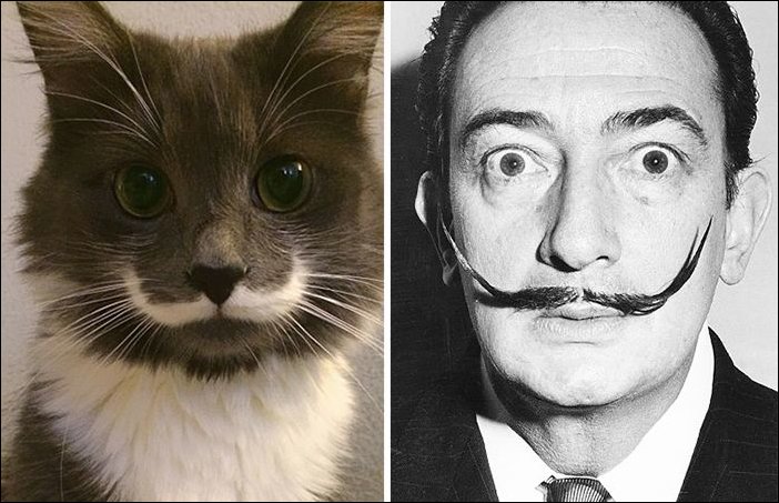 11 Cats Who Look Exactly Like Famous Celebrities