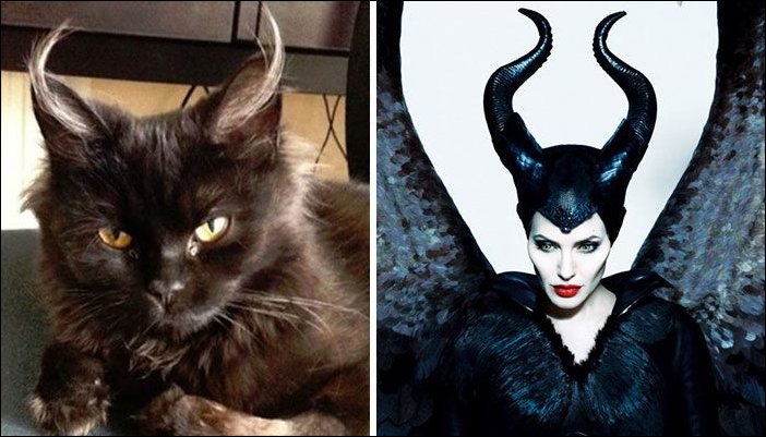 11 Cats Who Look Exactly Like Famous Celebrities