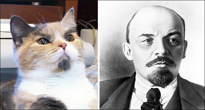 11 Cats Who Look Exactly Like Famous Celebrities