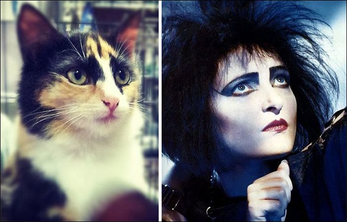 11 Cats Who Look Exactly Like Famous Celebrities