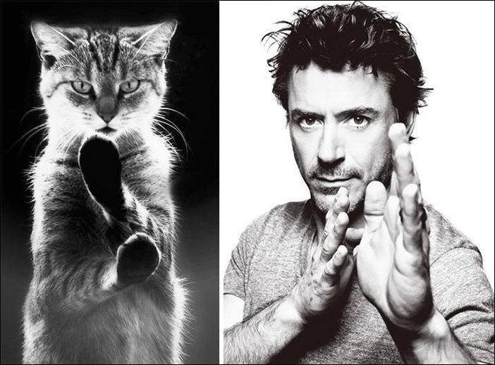 11 Cats Who Look Exactly Like Famous Celebrities