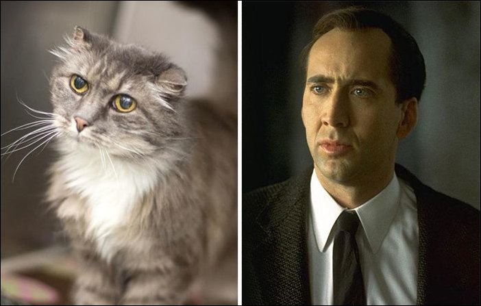 11 Cats Who Look Exactly Like Famous Celebrities