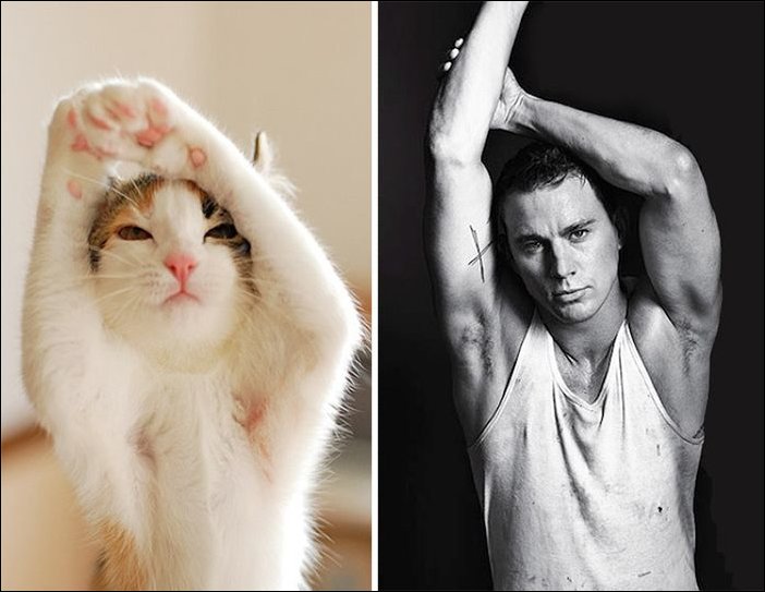 11 Cats Who Look Exactly Like Famous Celebrities