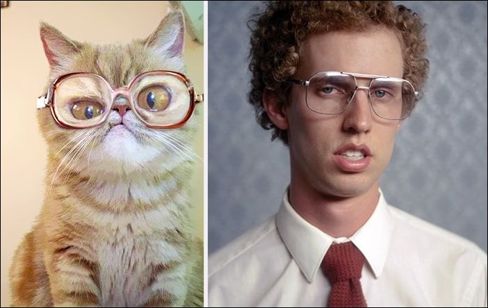 11 Cats Who Look Exactly Like Famous Celebrities