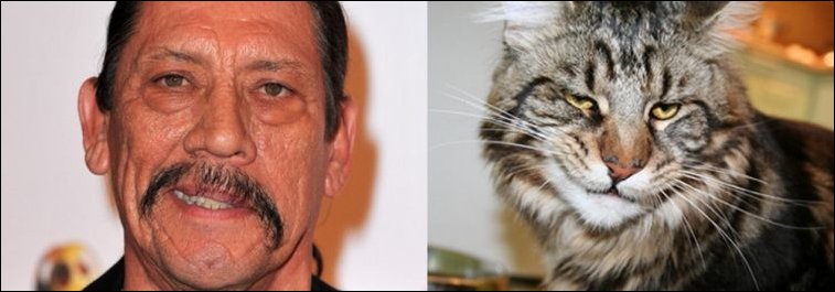 11 Cats Who Look Exactly Like Famous Celebrities