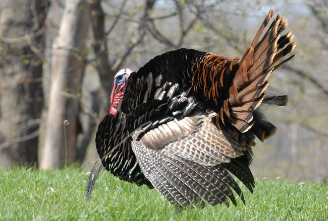 Not all turkeys gobble. - It's just a dude thing. Male turkeys "gobble to announce themselves to females which are called "hens" and compete with other males. Other turkey sounds include "purrs," "yelps" and "kee-kees."