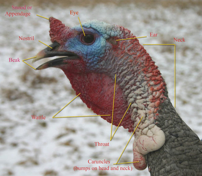 Turkeys wear a lot of cranial accessories. - An adult gobbler has a beard of modified feathers on his breast that reaches seven inches or more long, and has sharp spurs on his legs for fighting. A hen is smaller, weighing around 8 to 12 pounds, and has no beard or spurs. Both genders have a snood a dangly appendage on the face, wattle the red dangly bit under the chin, caruncles, and only a few feathers on the head.