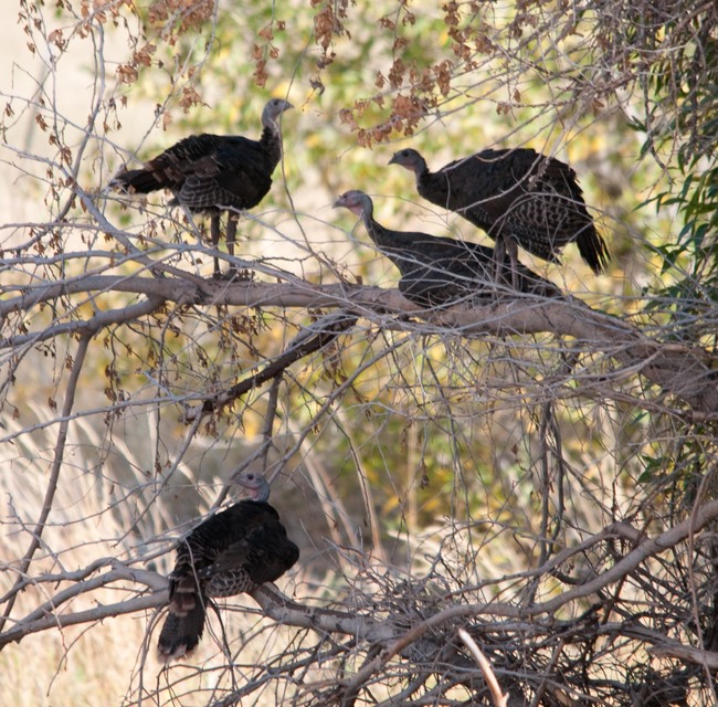 Wild turkeys sleep in trees. - Getting off the ground keeps them safe from predators, like coyotes, foxes and raccoons. Turkey flocks prefer to sleep together in one tree, and when they wake up, they yelp softly before jumping down. This allows them to make sure that the rest of the roosting group is okay after a night of not seeing or hearing one another.