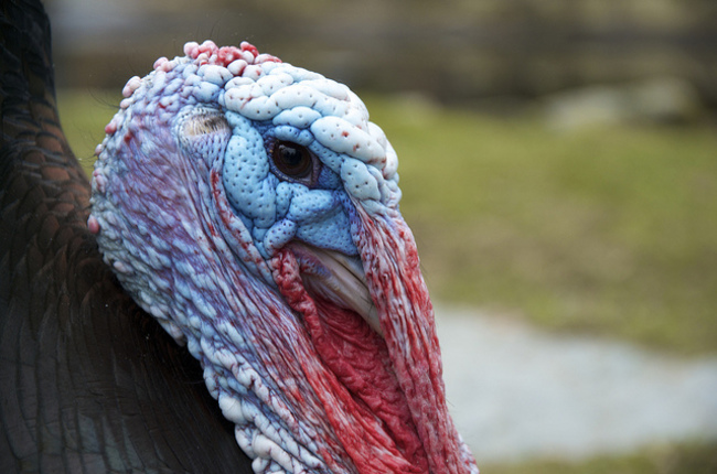 Turkeys are terrible at poker. - The area of bare skin on a turkey's throat and head vary in color depending on what it's feeling at the time. When excited, a male turkey's head turns blue, when ready to fight it turns red.
