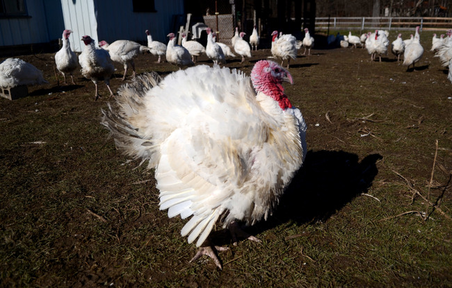 Every turkey you've ever drawn is wrong. - The turkey we eat doesn't look like the colorful turkeys we made in elementary school. The Large White or Broad-Breasted White is what most consumers find at the grocery store. They're bred for their white plumage because white feathers don't discolor the skin as dark feathers do.