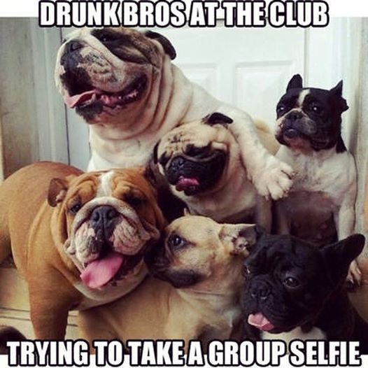 english bulldog french bulldog pug - Drunkbros At The Club Trying To Take A Group Selfie