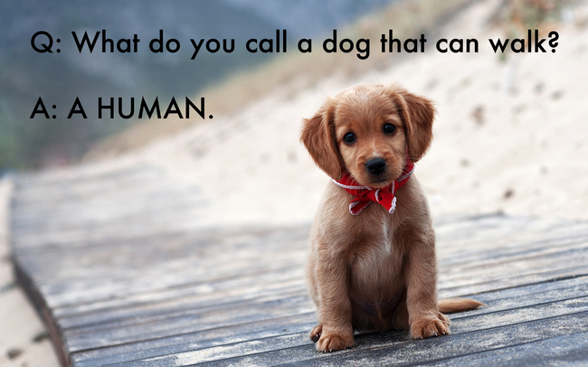 bad jokes for kids - Q What do you call a dog that can walk? A A Human.