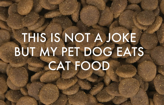 This Is Not A Joke But My Pet Dog Eats Cat Food