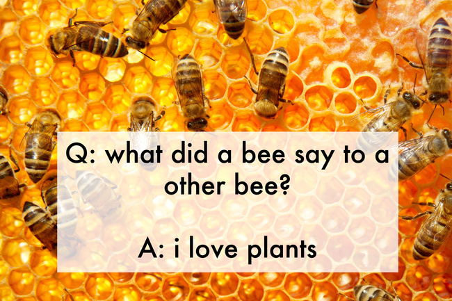 jokes that kids will understand - Q what did a bee say to a other bee? A i love plants