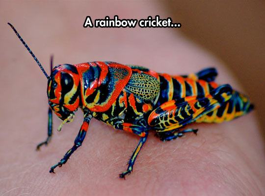 rainbow grasshopper - A rainbow cricket...