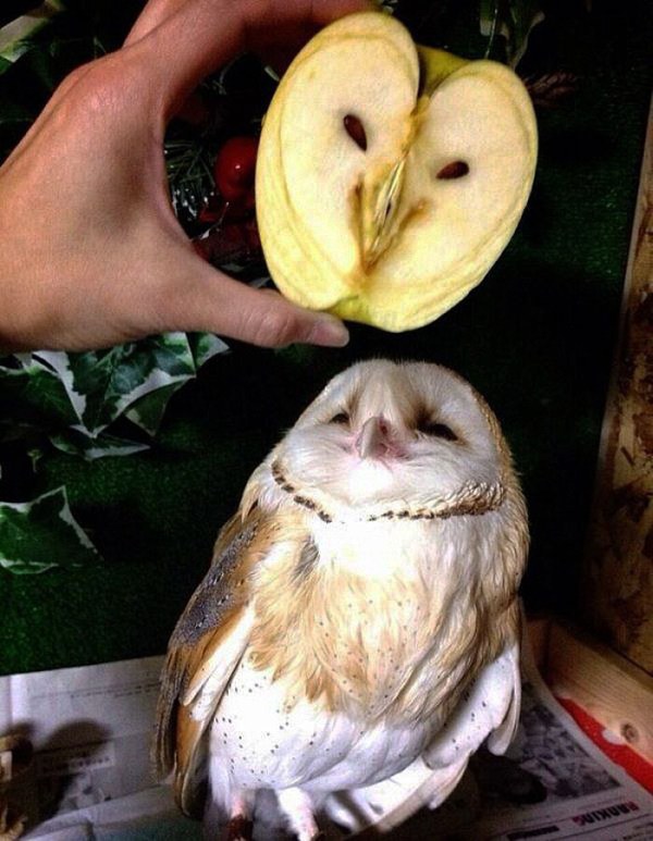 owl apple