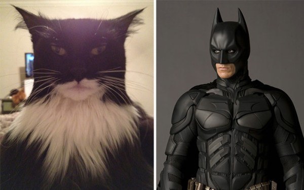 cats that look like