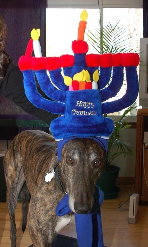 18 People and Animals Who Are Doing Hanukkah Right