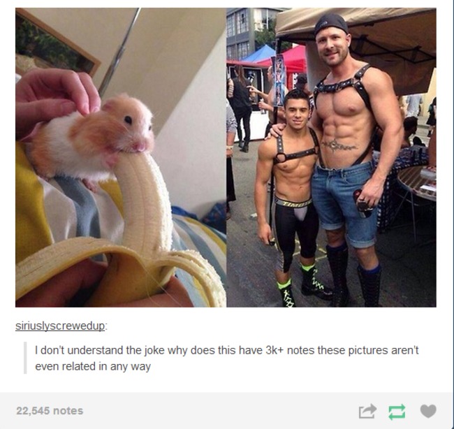 tumblr - hamster banana meme - siriuslyscrewedup I don't understand the joke why does this have 3k notes these pictures aren't even related in any way 22,545 notes