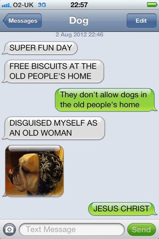 35 Hilarious Things Dogs Would Say If They Could Text