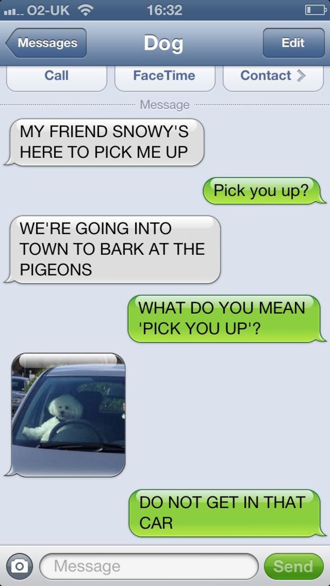 35 Hilarious Things Dogs Would Say If They Could Text