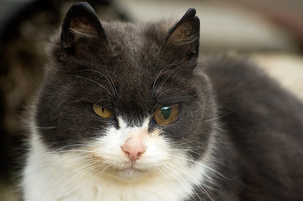 A cat with ocular prosthesis