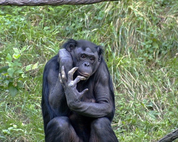 A bonobo monkey's fingers