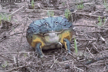 cool pic bullfrog gif - Senorgif.Com
